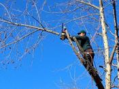 Reasons Have Your Trees Pruned