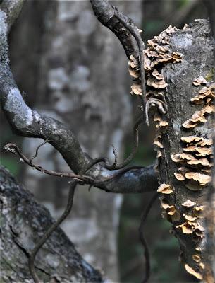 A Tree Dies  . . .And Fungi Thrive