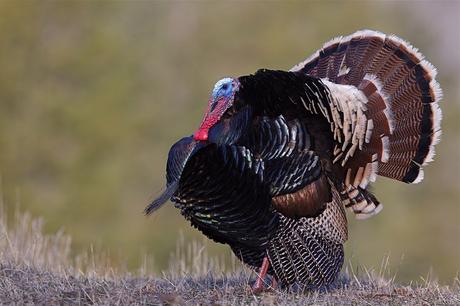 Where to Shoot a Turkey with a Bow
