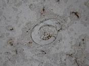 Infinity Palm Your Hand Eternity Hour: @R_Siddall Leads Next #UrbanGeology Walk Saturday
