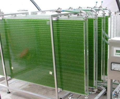 How Marine Algae Could Help Feed the World