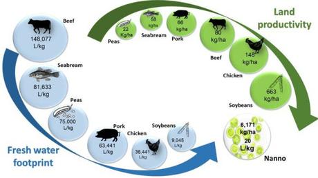 How Marine Algae Could Help Feed the World