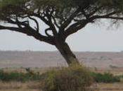 DAILY PHOTO: Trees African Savannah