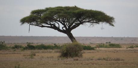 DAILY PHOTO: Trees on the African Savannah