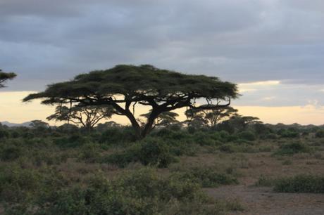 DAILY PHOTO: Trees on the African Savannah