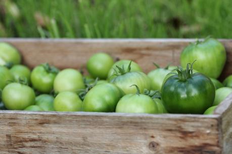 Green Tomato Chutney