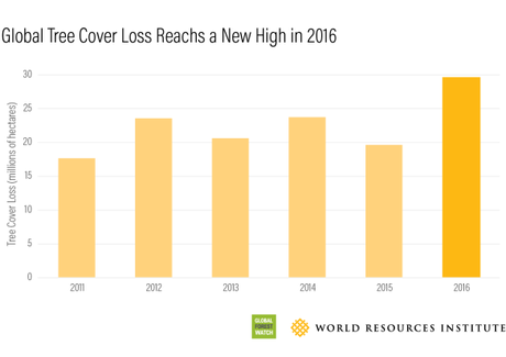 Global Tree Cover Loss Rose 51 Percent in 2016
