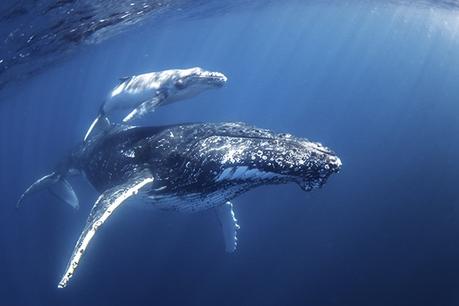 Swim with Humpback Whales with Sunreef Mooloolaba? Yes Please!