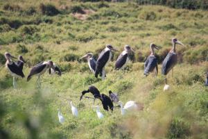 POEM: Bird’s Life Haiku