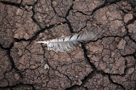 drought-mud-feather-dry-nature-environmental-disaster drought-mud-feather-dry-nature-environmental-disaster