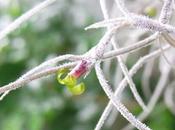 Nature's Pretty Clockwork