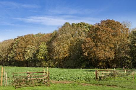 Autumn trees