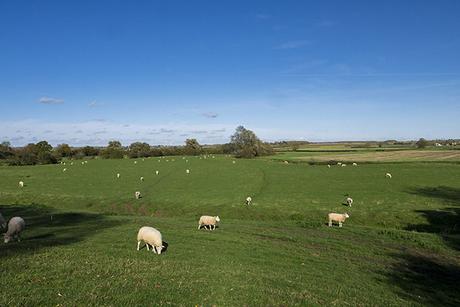 Sheep fields along the Grand Union Canal