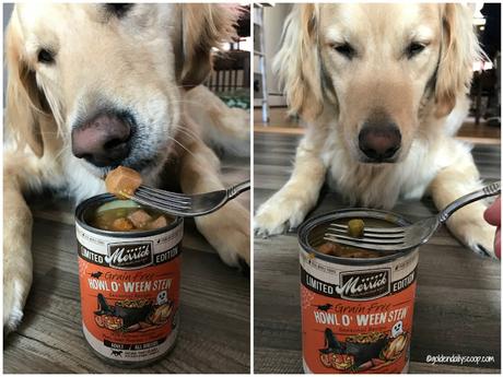 golden retriever dog trying Merrick's Howl O' Ween grain-free canned dog food