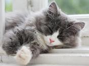 COOL FACTS About Your Cat’s Sleeping Habits Best1X