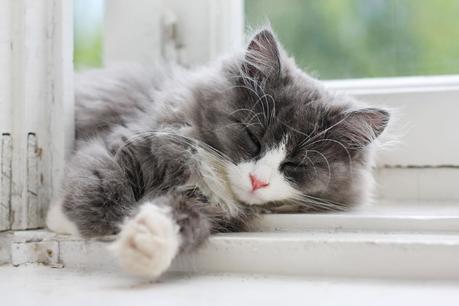 10 COOL FACTS About Your Cat’s Sleeping Habits | Best1X
