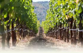 The Hedonistic Taster | № 30 | Animo 2015 Heritage Sauvignon Blanc | MMFE – Napa Valley