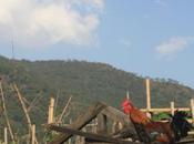 DAILY PHOTO: Rooster Under Blue