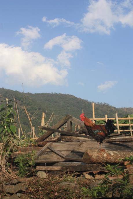DAILY PHOTO: Rooster Under Blue Sky