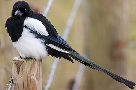 Magpie, full image