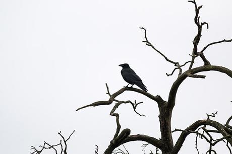 Carrion Crow