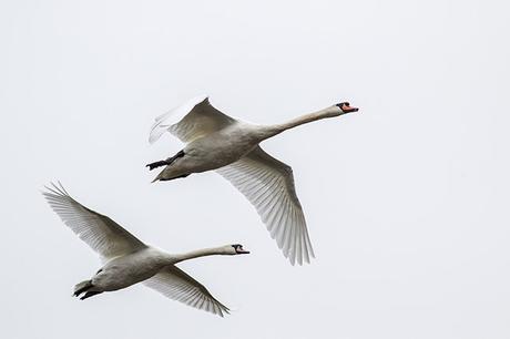 Mute Swan in Flight