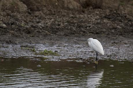 Little Egret