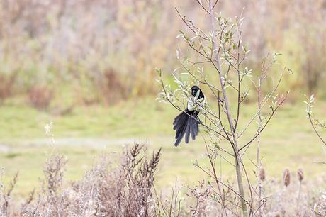 Magpie, about to go attack another