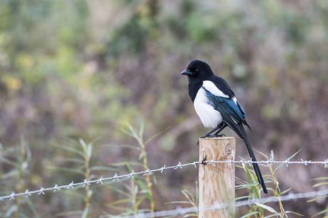 Magpie