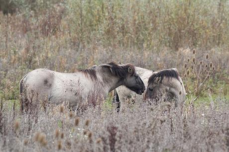 An intimate moment with Konik Ponies