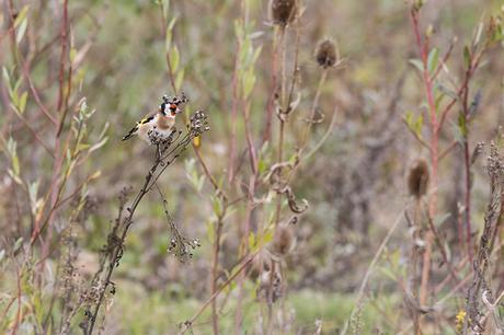 Goldfinch