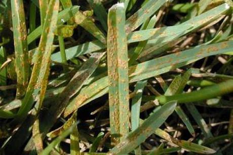 How To Identify And Treat Lawn Rust (Fungus On Grass)