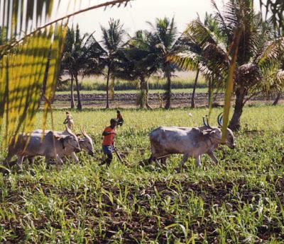 Small farmers in Indian agriculture