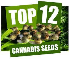 Get Healthy With Cannabis Seeds