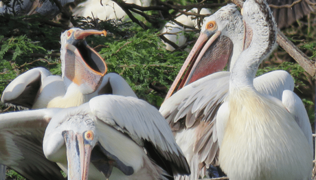 Expressions galore! Pelicans at Uppalapadu Bird Sanctuary