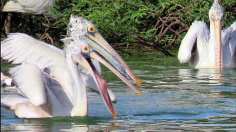 Pelicans at Uppalapadu Bird Sanctuary