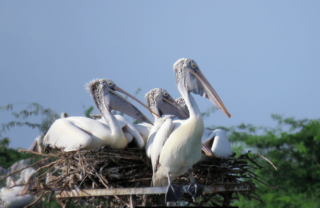 The view from top! Pelicans at Uppalapadu Bird Sanctuary