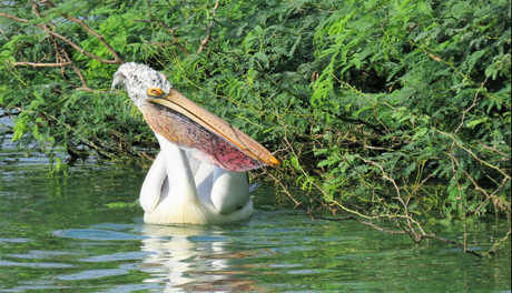 Solitary beauty: Pelican at Uppalapadu Bird Sanctuary
