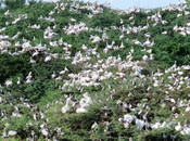 Volery Birds Uppalapadu Bird Sanctuary, Guntur