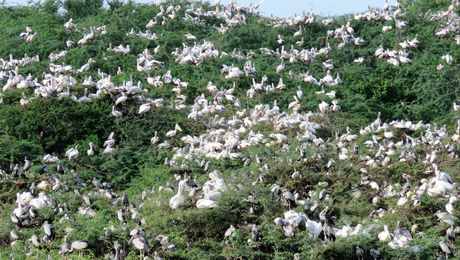Birds mainly pelicans at the Uppalapadu Bird Sanctuary