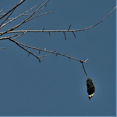 Miss Birdie in the Graveyard -- Born Again