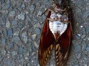 Know You’re Screwed When Insects Disappear