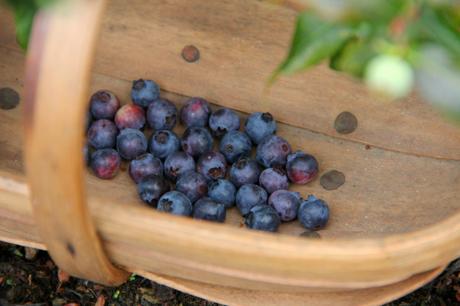 Blueberries in November