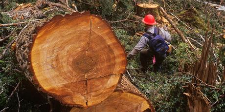 National Forests, Endangered Species Under Attack as House Republicans Pass Reckless Logging Bill
