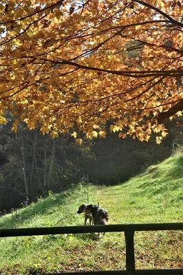 Walk...With Dogs