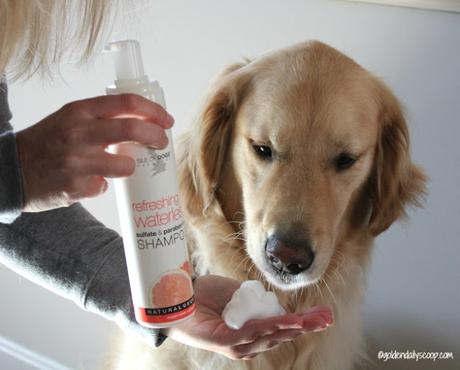 waterless shampoo for dogs who don't like to take baths