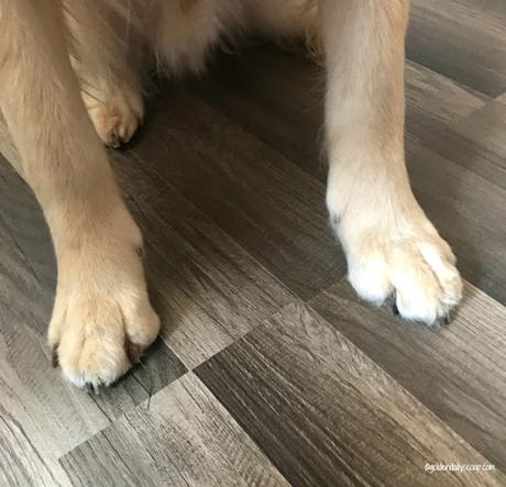golden retriever's trimmed paws