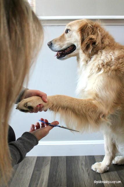 how to trim your golden retriever's front leg feathers