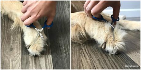 how to trim your golden retriever's foot fur between grooming appointments