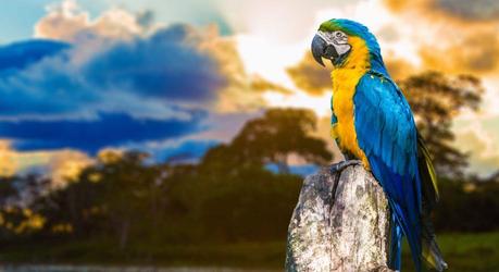 Discover Paradise in Pantanal on your Brazil Tour